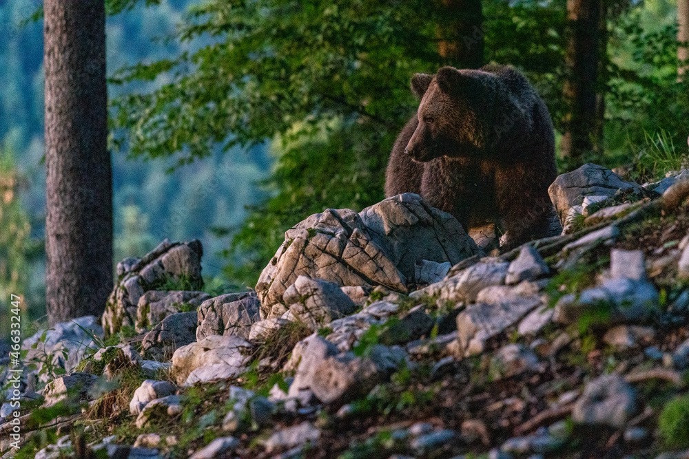Un ours brun dans la forêt slovène. Un ours brun dans la forêt slovène.