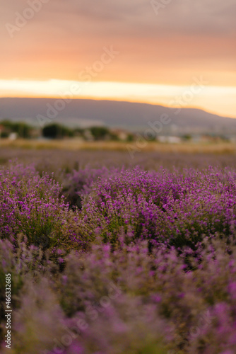 Beautiful lavender flowers close-up on a lavender field during sunset. Colorful and beautiful nature. Growing lavender for cosmetics.