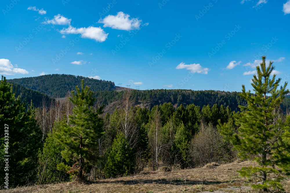 Spruce forest on a background of blue sky with clouds. Spruce forest on a background of blue sky with clouds.