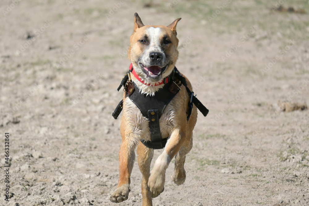 Black mouth cur, Dog running, Pet playing, Pet exercising, Pet healthy, Dog with breastplate