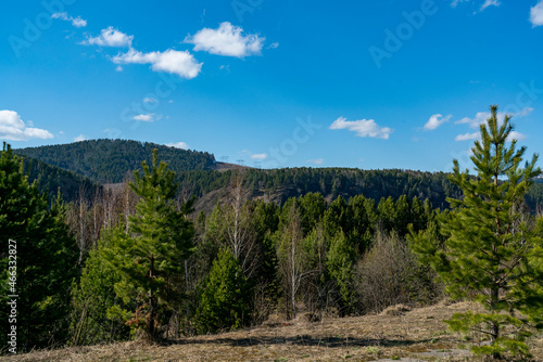 Spruce forest on a background of blue sky with clouds.