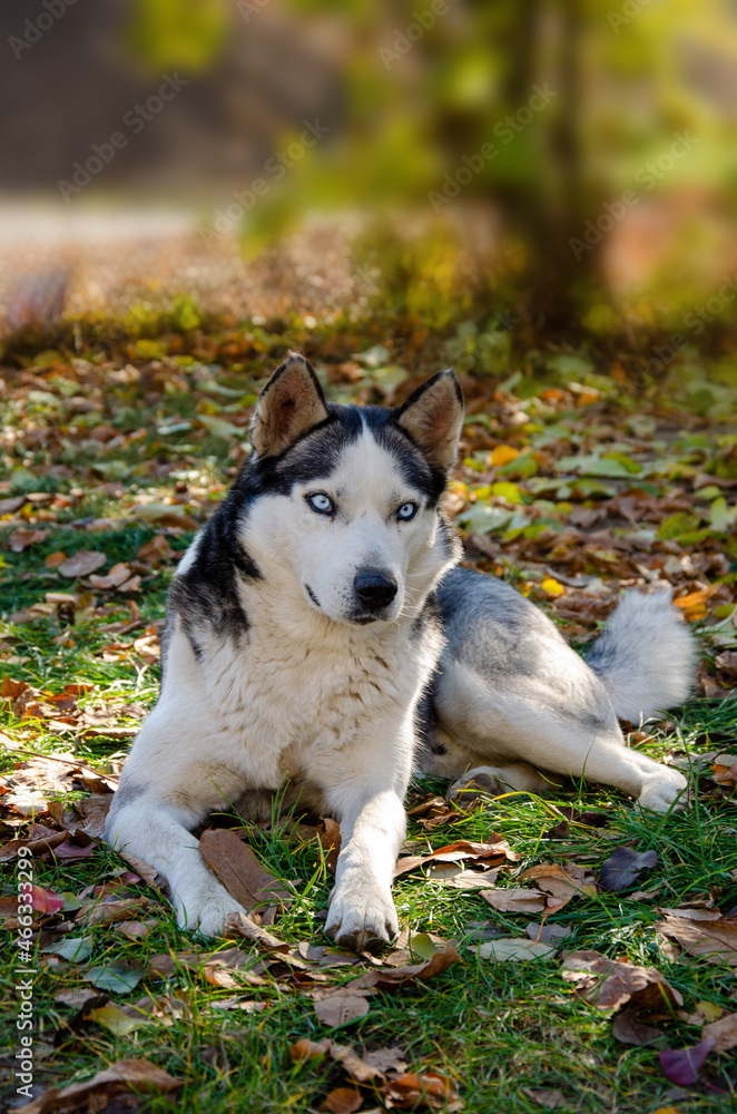 Dog Siberian Husky. Portrait of a husky with blue eyes. very beautiful eyes.