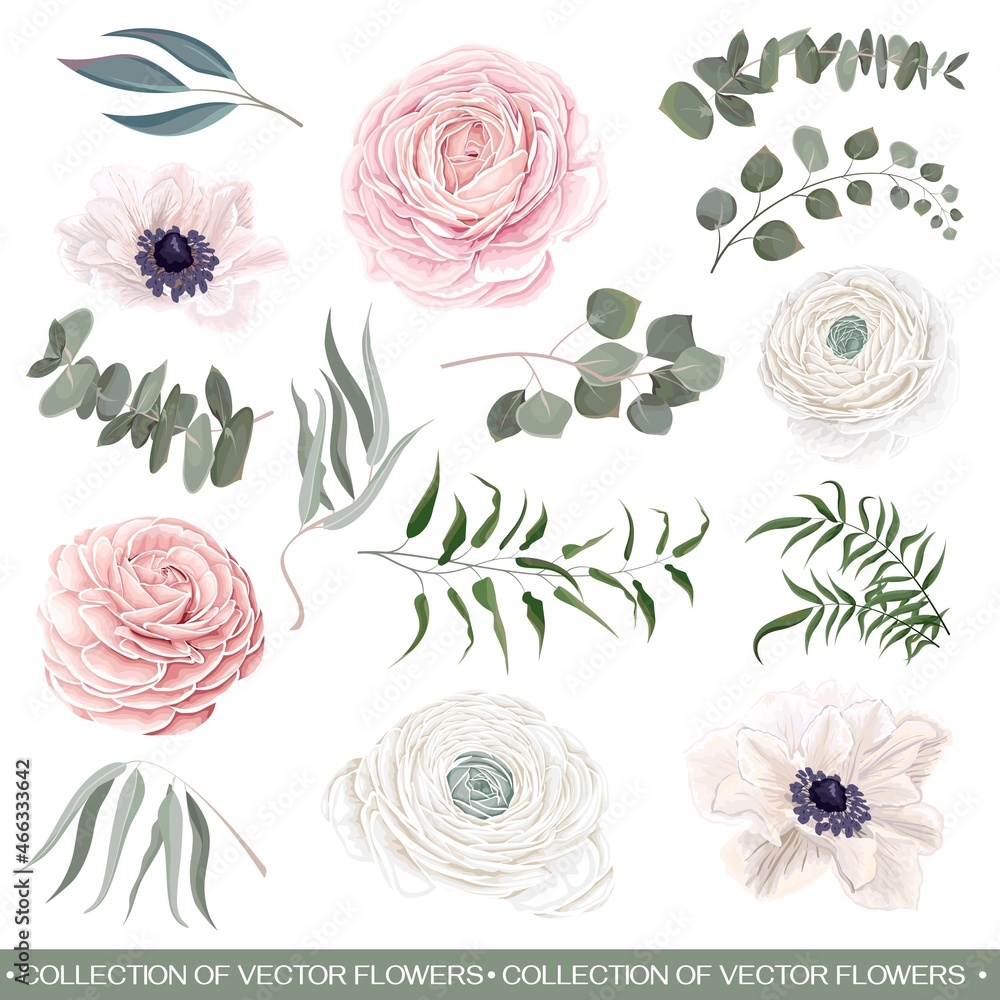 Vector flower set. Pink and white roses, ranunculus, eucalyptus, leaves and plants. All plants isolated on white background