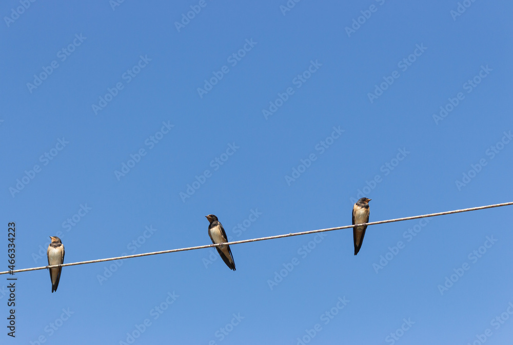 Three cute swallows on the rope. Three birds against blue sky background. Wildlife concept. Swallows sitting on cable. Small flock of swallows. Wild birds concept. Resting birds. Three cute swallows on the rope. Three birds against blue sky background. Wildlife concept. Swallows sitting on cable. Small flock of swallows. Wild birds concept. Resting birds.