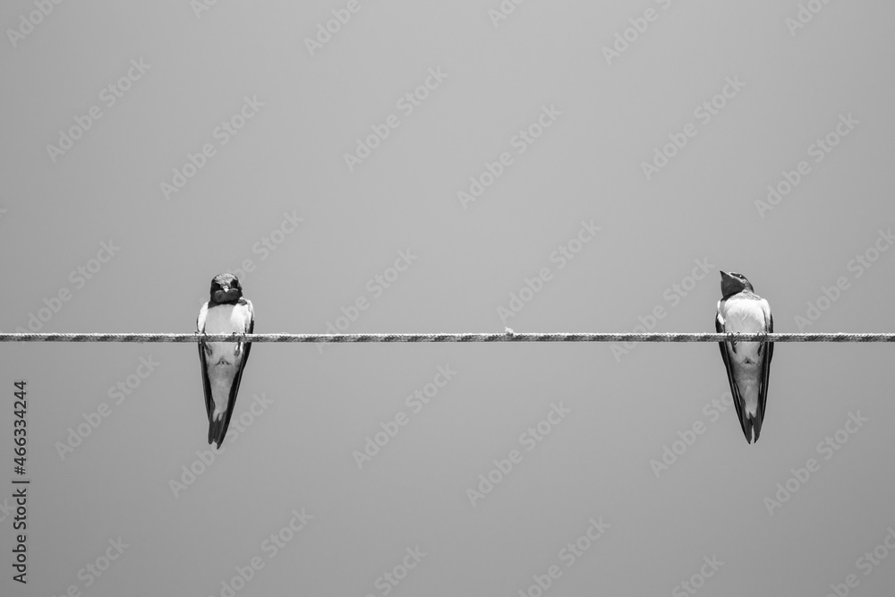 Two cute swallows on a wire, black and white. Two swallow chicks against sky background. Wildlife concept. Swallows on rope, monochrome. Wild birds concept. Resting birds. Wild birds concept. Two cute swallows on a wire, black and white. Two swallow chicks against sky background. Wildlife concept. Swallows on rope, monochrome. Wild birds concept. Resting birds. Wild birds concept.