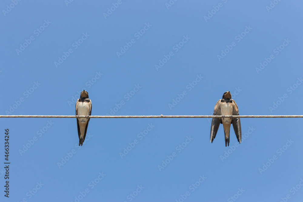 Two cute swallows on a wire. Two swallow chicks against blue sky background. Wildlife concept. Swallows on rope. Wild birds concept. Resting birds. Wild birds concept. Two cute swallows on a wire. Two swallow chicks against blue sky background. Wildlife concept. Swallows on rope. Wild birds concept. Resting birds. Wild birds concept.