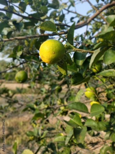 Lemon on tree