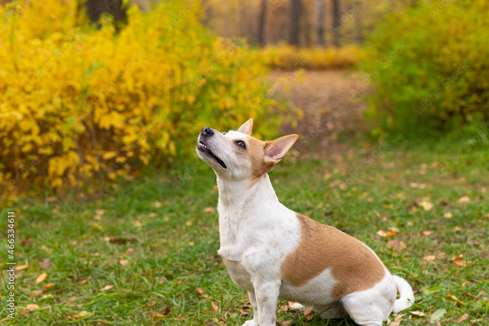 Jack Russell terrier. Beautiful little dog in autumn in nature