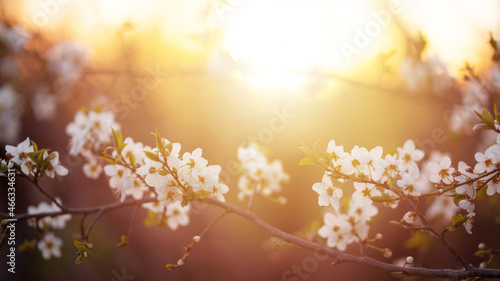 Twigs of a blossoming cherry tree in the golden hour. Spring background for the banner. Sun effect, selective focus, 16x9