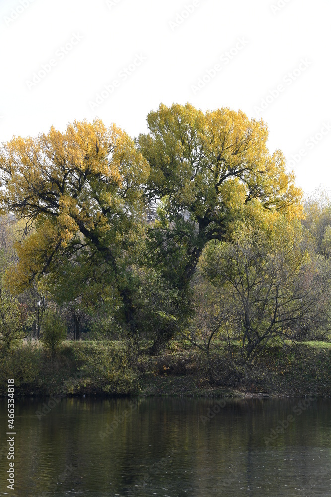 A large tree with yellow leaves. A tree on the shore of a forest lake. Autumn landscape. A large tree with yellow leaves. A tree on the shore of a forest lake. Autumn landscape.