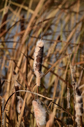 A close-up of ripe reeds. Ripe reed fluff flutters in the wind.