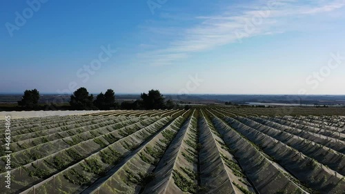Vineyard, aerial view