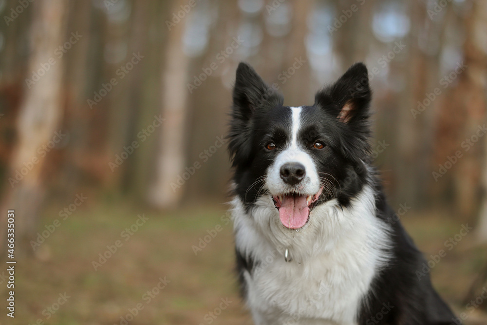 Portrait of Happy Border Collie in the Forest. Smiling Black and White Dog with Tongue Out in Nature.