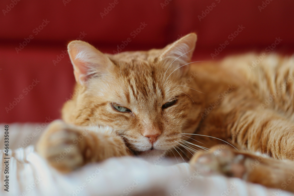 Adorable Ginger Cat with Tired Face Lies Down Indoors. Sleepy Orange Tabby Domestic Animal at Home.
