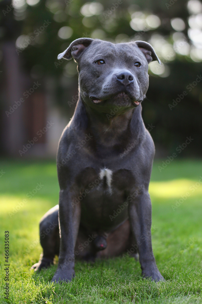 Cute Staff Bull Dog Sits in the Garden. Obedient English Staffordshire Bull Terrier Outside.