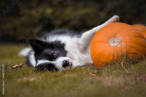 Cute Border Collie Lies Down in Grass with Orange Pumpkin. Moody Portrait of Black and White Dog with Cucurbita Pepo in October.