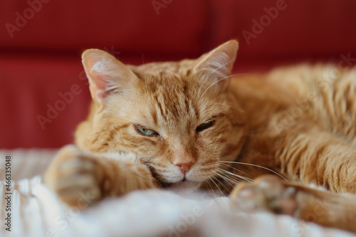 Adorable Ginger Cat with Tired Face Lies Down Indoors. Sleepy Orange Tabby Domestic Animal at Home. © nicolecedik