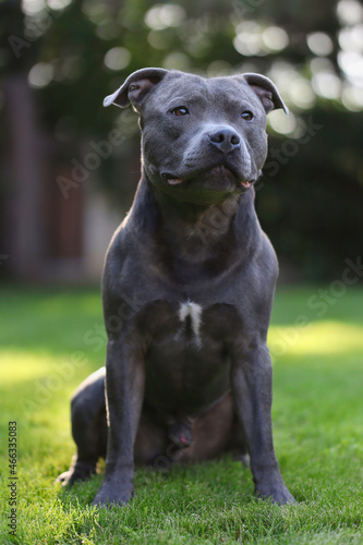 Cute Staff Bull Dog Sits in the Garden. Obedient English Staffordshire Bull Terrier Outside.