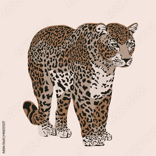 Photography Wild cats, jungle animals, safari leopard vector illustration.