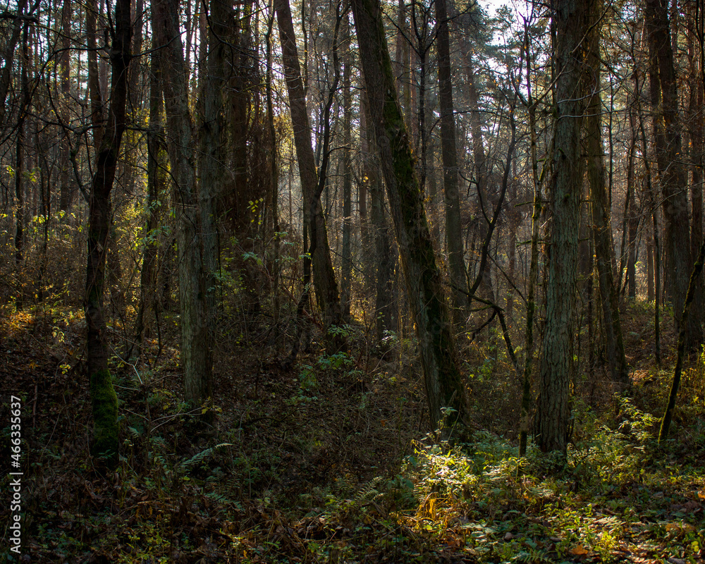 Fototapeta premium Autumn landscape: Morning forest with loose leaves, dark tree trunks and sunlight in the distance.