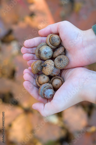 child holds in hands of acorns