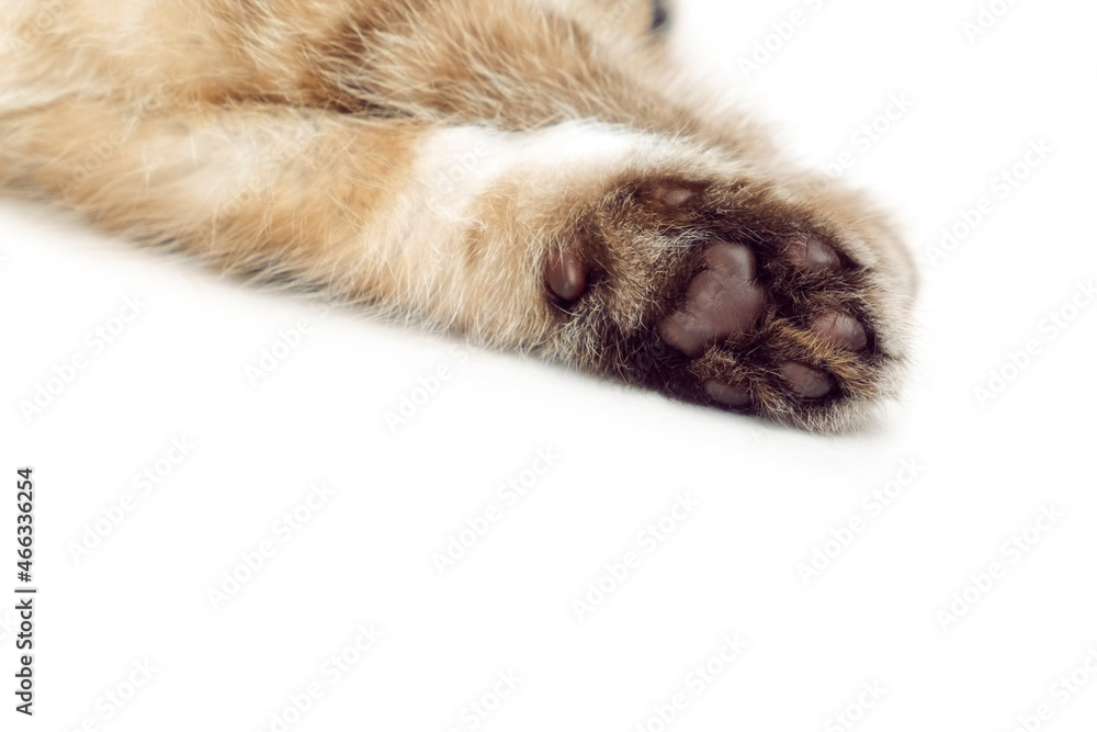 Kitten paws on a white background. Close-up of a cat's paws. Parts of kittens. Kitten paws on a white background. Close-up of a cat's paws. Parts of kittens.