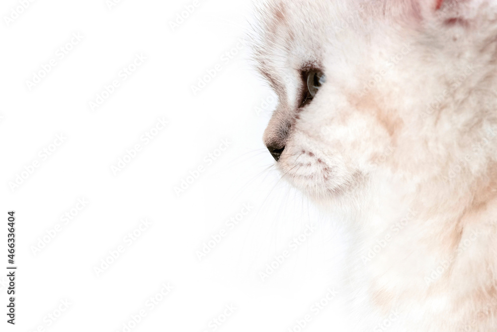 Kitten head close-up from the side. Kitten head isolated on white background. Parts of kittens. Kitten head close-up from the side. Kitten head isolated on white background. Parts of kittens.