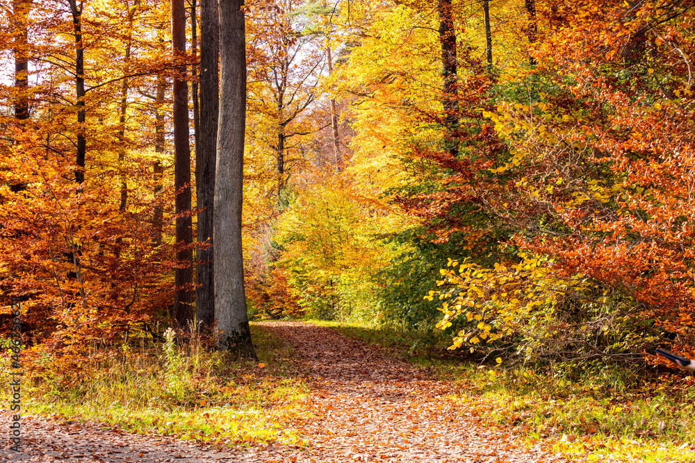 Obraz premium Herbst