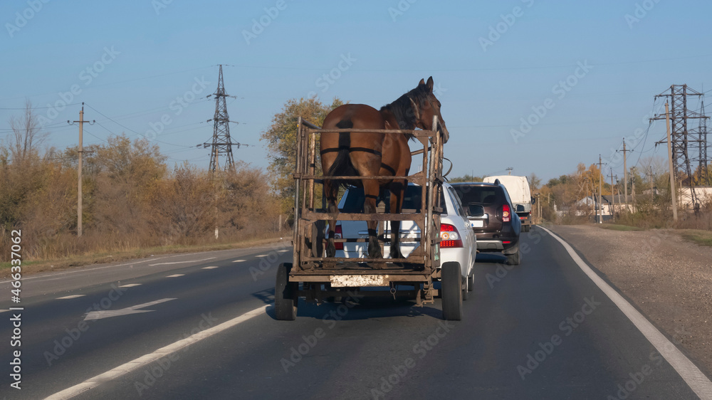 Transportation of a horse in a car trailer. Selective focus.