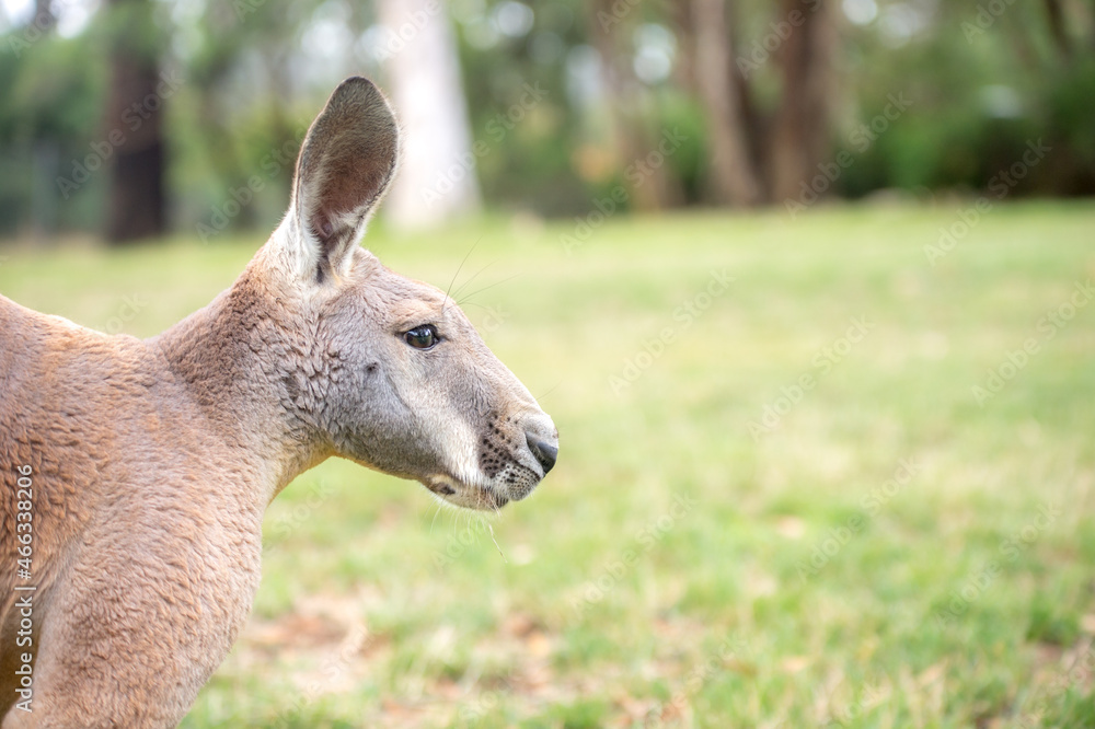 kangaroo in freedom in australia kangaroo in freedom in australia