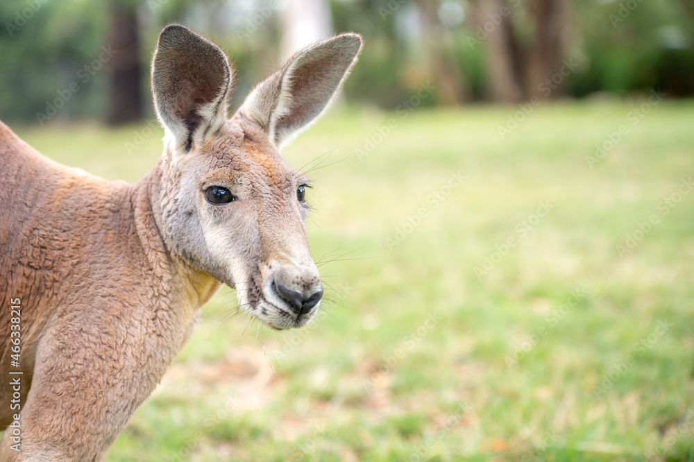 kangaroo in freedom in australia