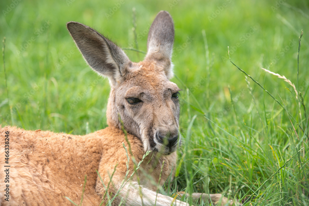 kangaroo in freedom in australia