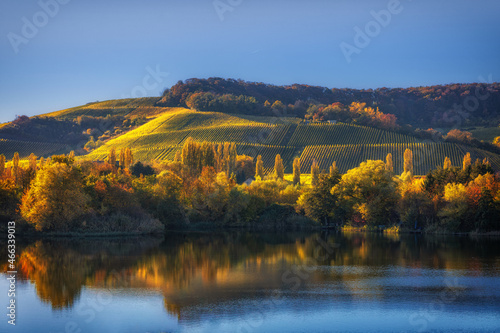 Golden October landscape in the vineyards of Mosel region with wine in autumn