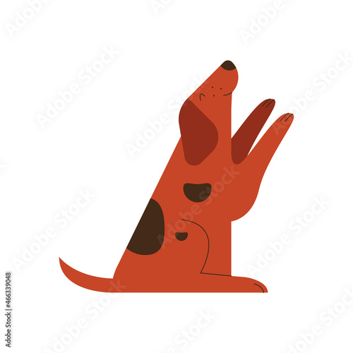 cute little dog pet