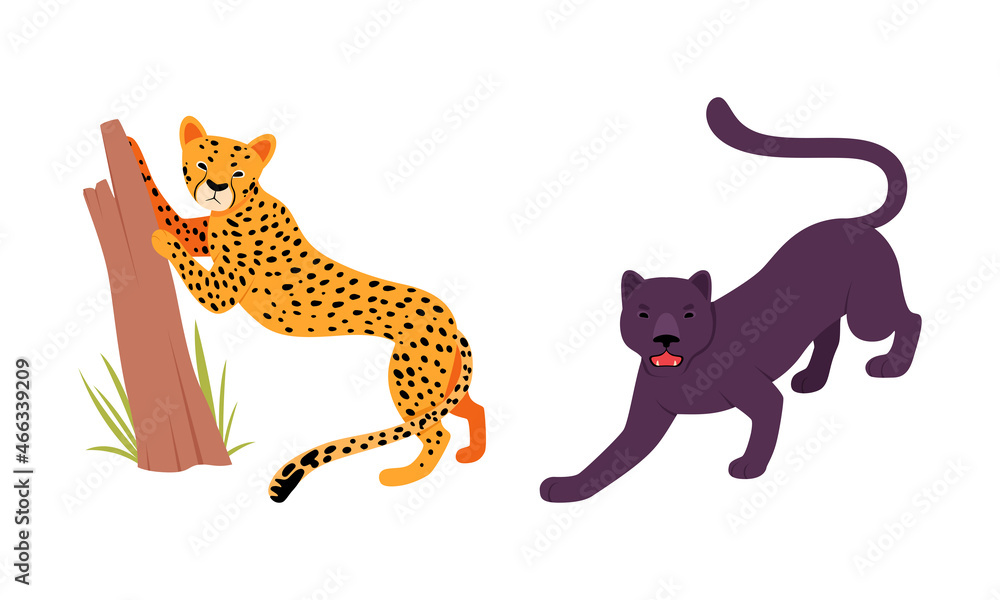 Obraz premium Felid or Wild Cat as Carnivore Animal with Leopard and Black Panther Vector Set