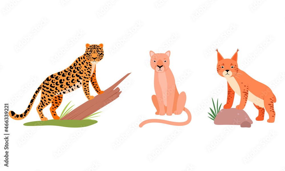Fototapeta premium Felid or Wild Cat as Carnivore Animal with Lion and Leopard Vector Set
