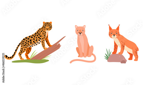 Felid or Wild Cat as Carnivore Animal with Lion and Leopard Vector Set