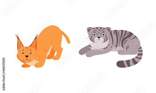 Felid or Wild Cat as Carnivore Animal with Lynx or Bobcat Vector Set