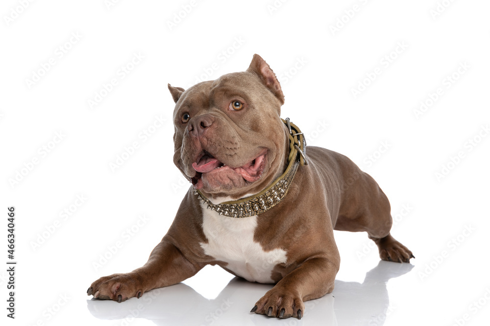 happy american bully dog looking up, sticking out tongue and panting