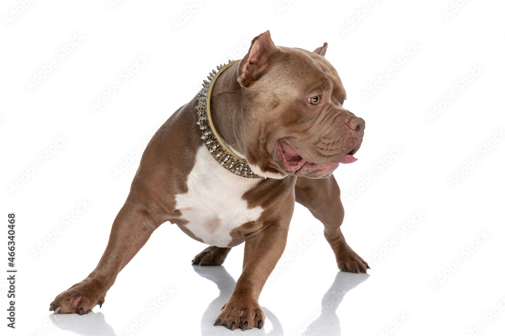 playful american bully dog with golden collar looking to side
