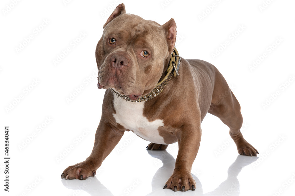 beautiful brown american bully dog wearing golden collar and looking away
