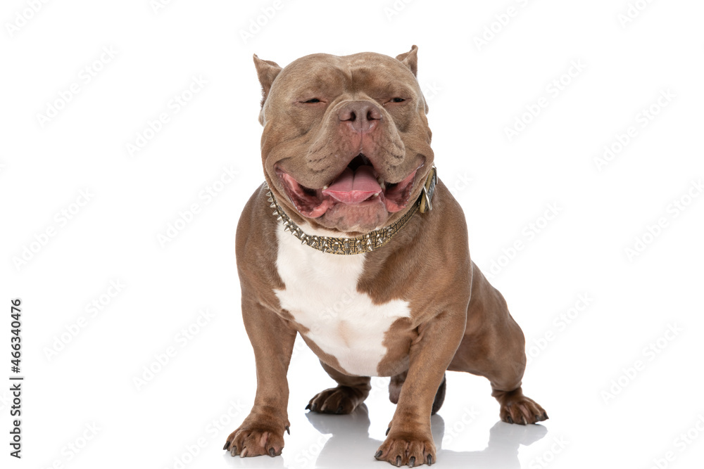 happy american bully puppy sticking out tongue and panting
