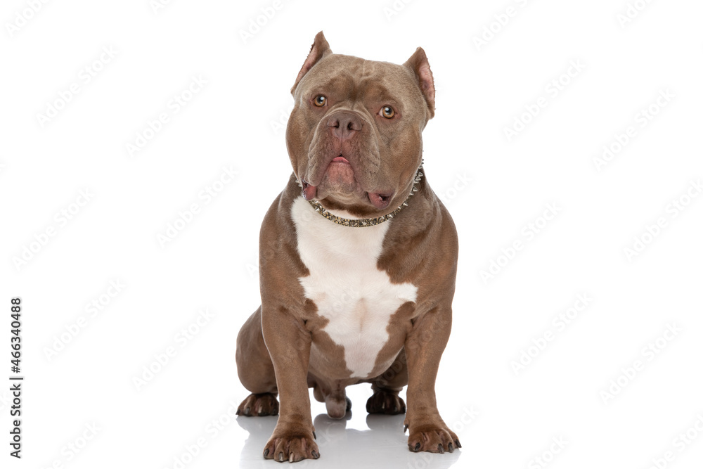 adorable american bully dog with golden collar looking up