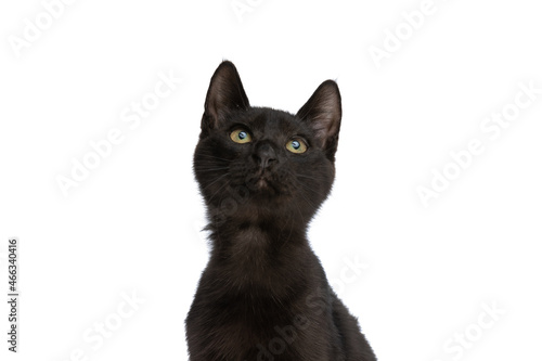 curious little black metis cat looking up and sitting in studio