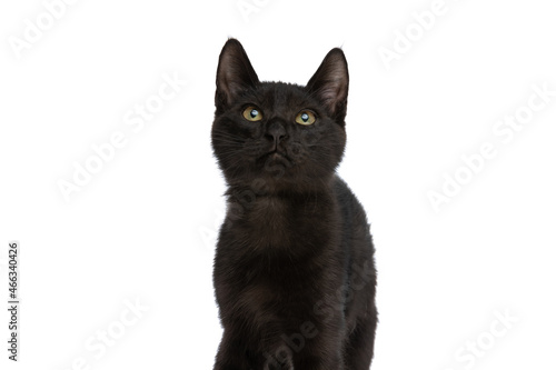 Fototapeta Naklejka Na Ścianę i Meble -  curious black pussycat sitting and looking up