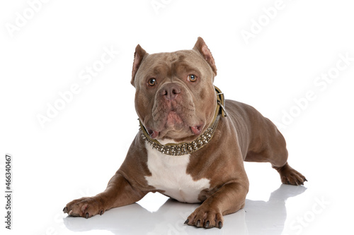 lovely american bully puppy with golden collar laying down in studio