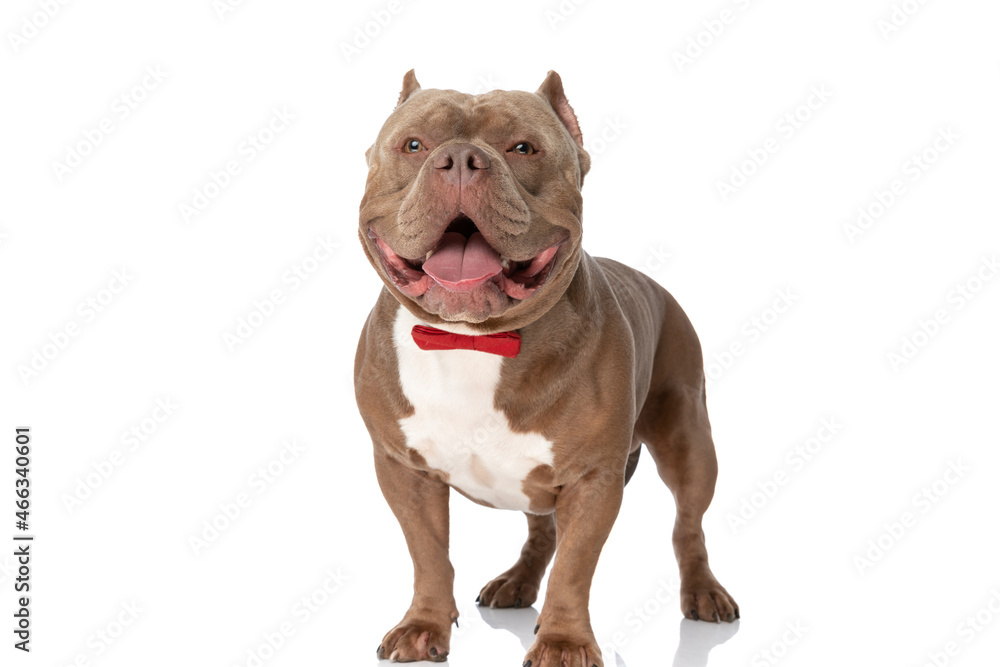 happy elegant american bully dog with bowtie looking up and panting