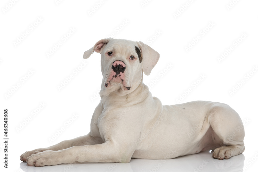 side view of adorable american bulldog puppy laying down