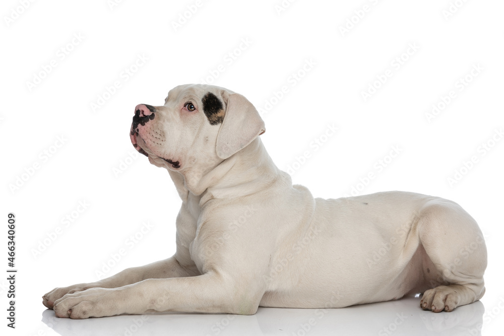 side view of lovely white american bulldog pup looking to side
