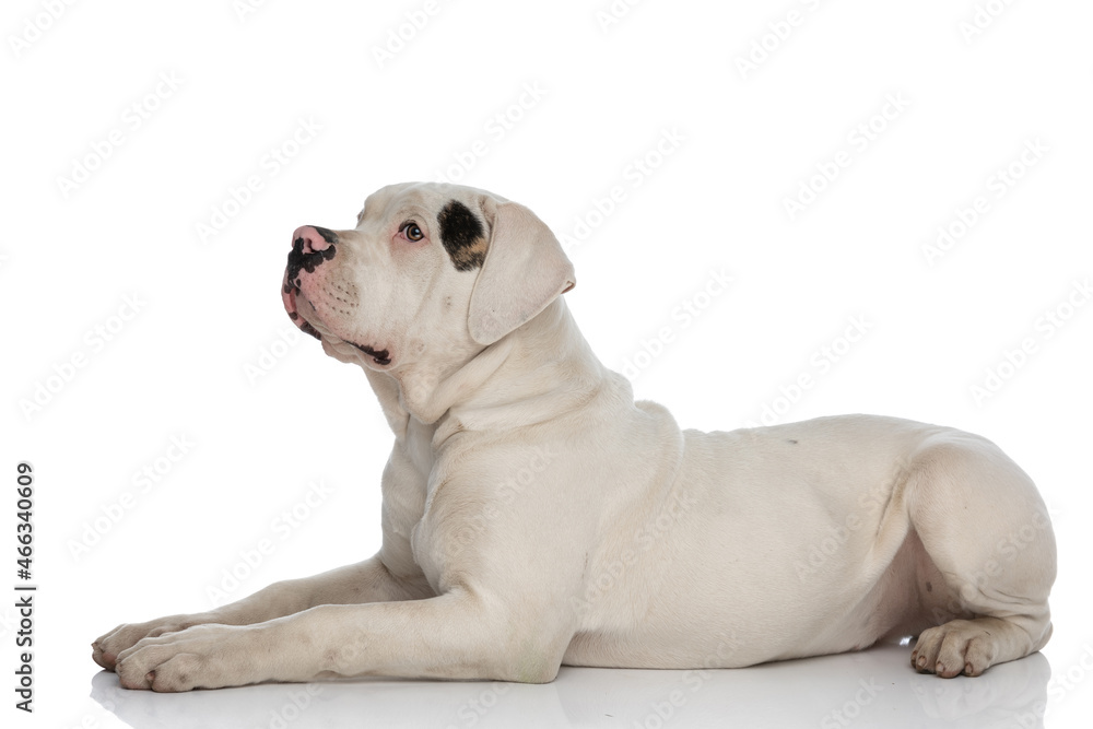 side view of lovely white american bulldog pup looking to side side view of lovely white american bulldog pup looking to side